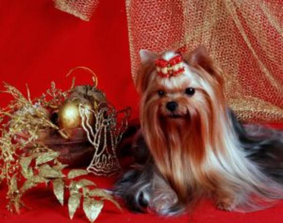 RUS MIRIAN STYLE SANDY ROAD — Labaza DogPedigree YorkshireTerrier